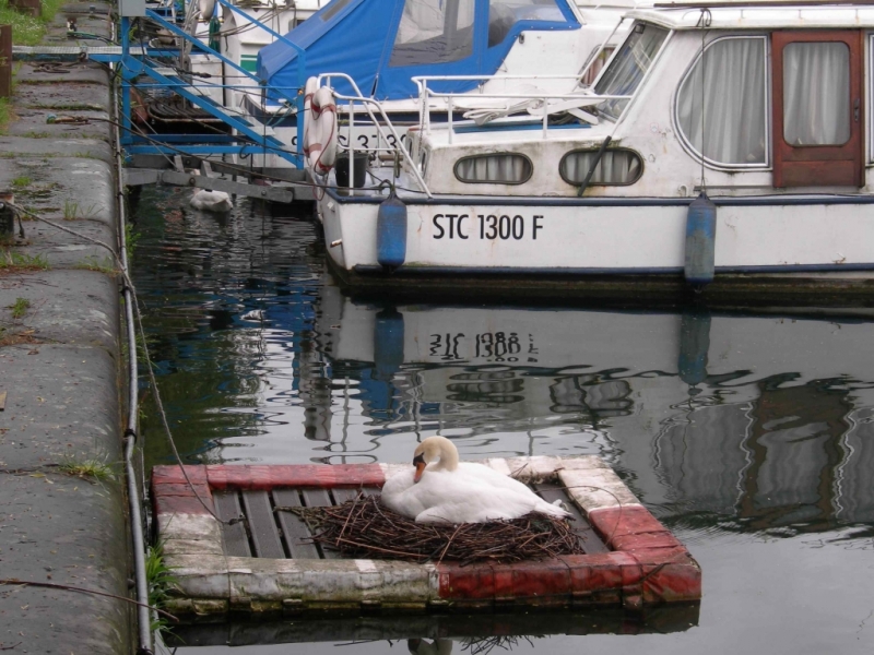 Nid portuaire à Strasbourg (Photo FX. Lesaulnier)