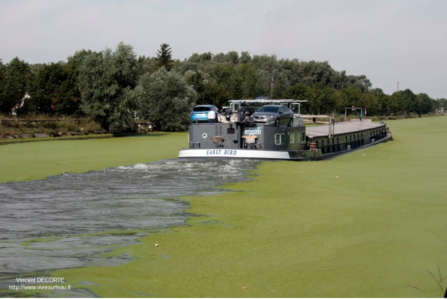 Tapis vert pour le canal d'Aire (Photo V. Decorte)