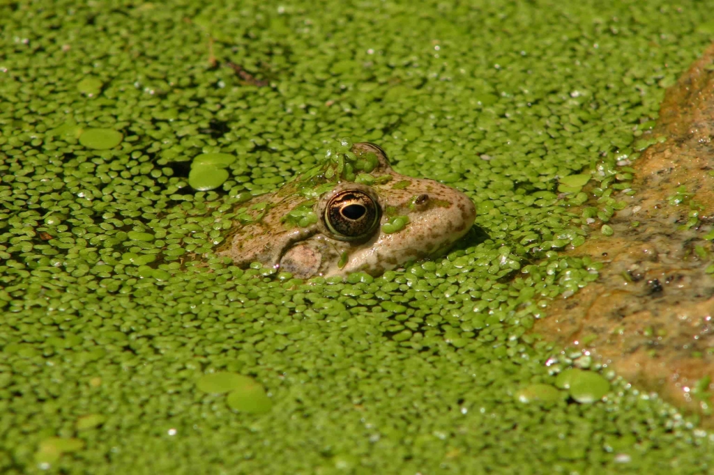 Lentilles d'eau 'Lemna minor" et "Spirodela polyrhiza" (Photo J.Ph Lamotte