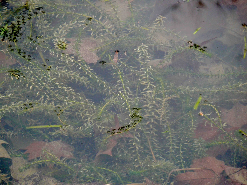 Egeria densa - Élodée dense (Photo VNF Sud-Ouest)