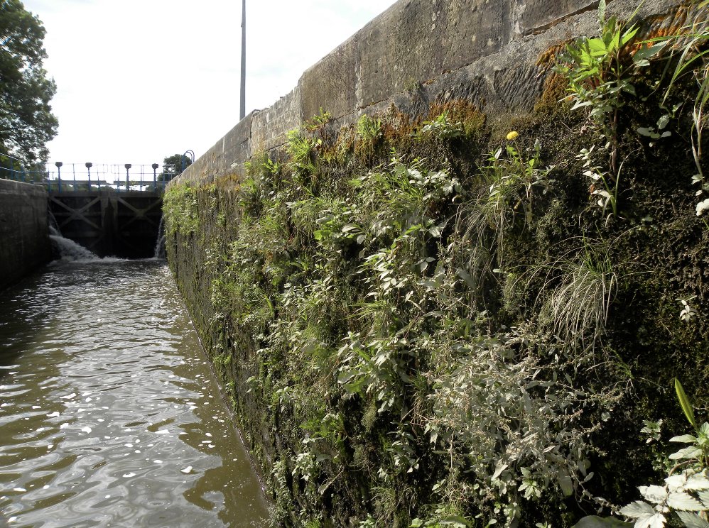 Bajoyer végétal d'une écluse du canal des Vosges (Photo PJL)