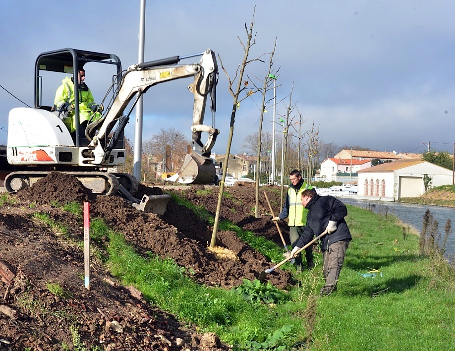 Replantation le long du canal du Midi (Photo VNF-SO)