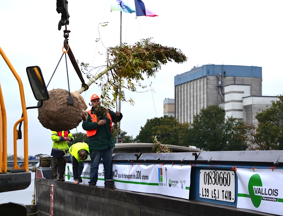 300 arbres dans une barge - Les taxons du "Panurge" (Photo Vallois-Normandie)