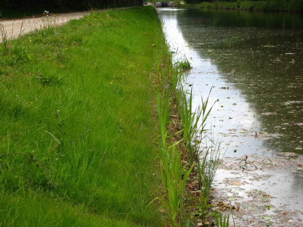 Fascine d'Héliophytes sur tunage sous fluvial (Icirmon)