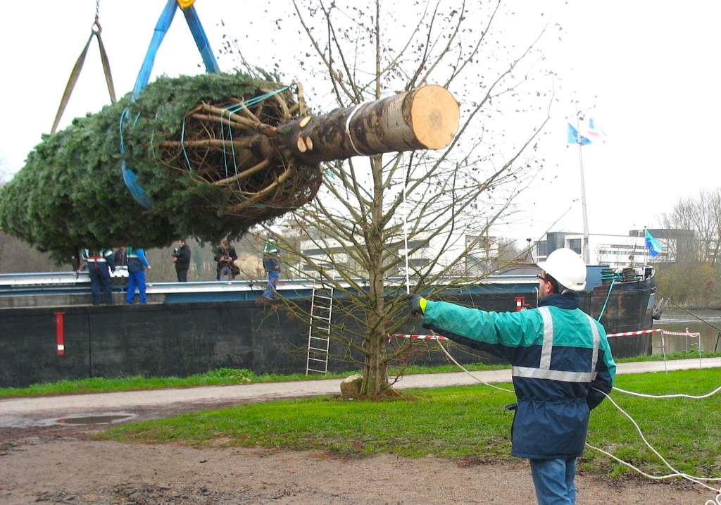 Chargement à Auxerre du grand sapin destiné au Palais de l'Élysées (Photo Ph Bénard)