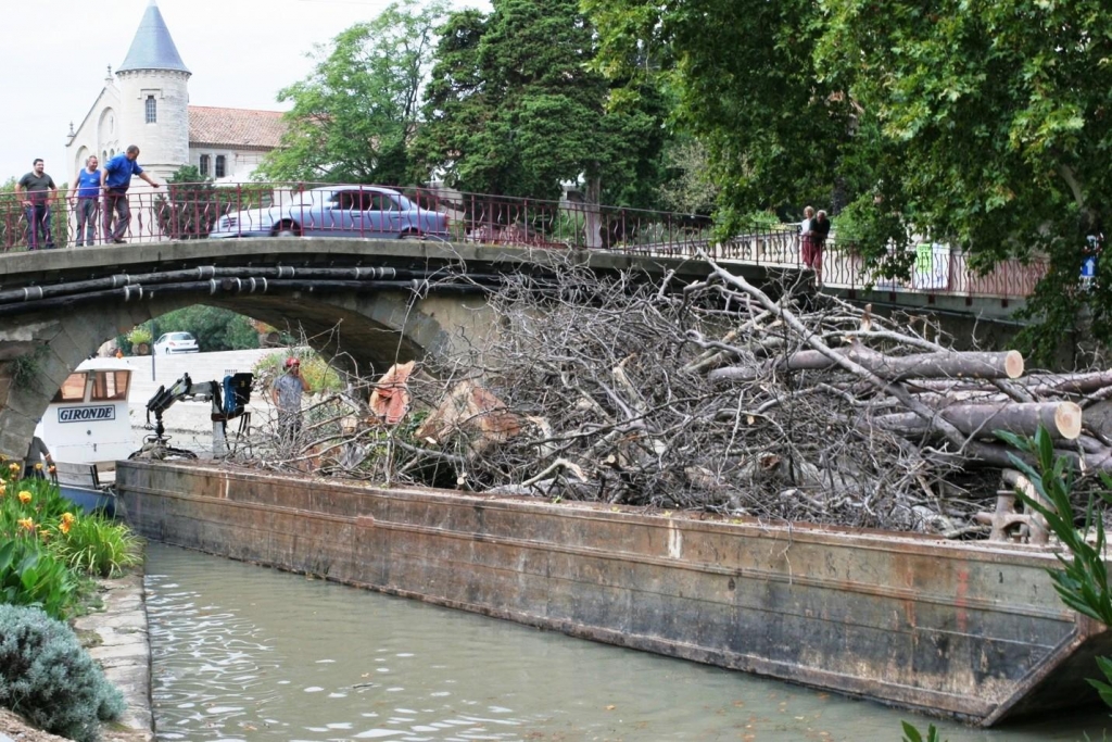 Le dernier voyage des platanes du canal du Midi (Photo VNF - SO)