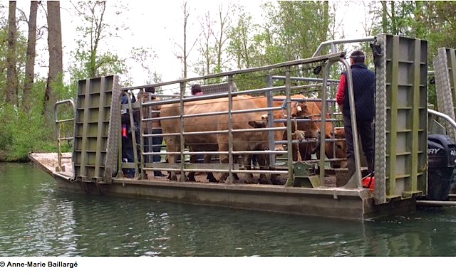 Transport fluvial desvaches de la Venise Verte (Photo A-M Baillargé - France 3)