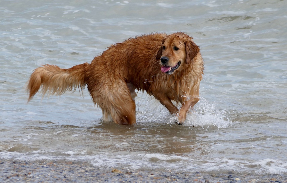 Un chien (illustration). (Photo Geoffrey Swaine/Shutter/SIPA)