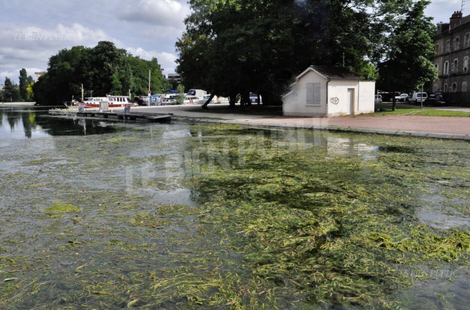 myriophyllum : une espèce de plante aquatique considérée comme envahissante au Port du Canal à Dijon (photo extraite du site Le Bien Public - Roman BARTHE)