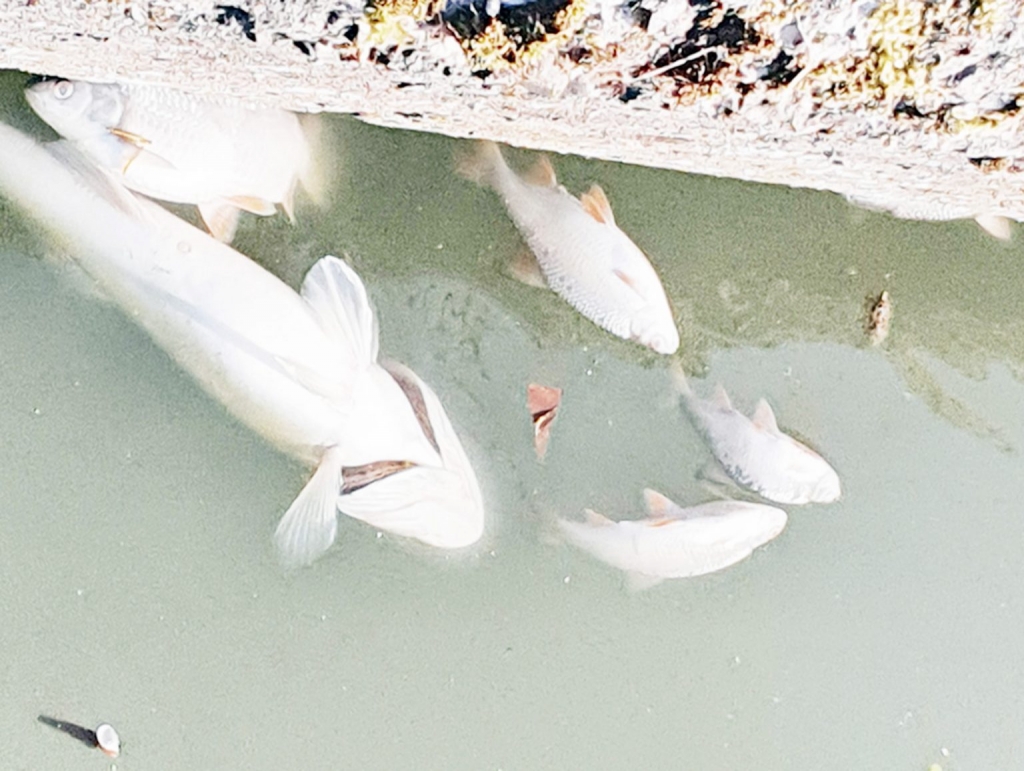 Pollution de l’Escaut : une crise entre la France et la Belgique (Photo extraite du site www.lobservateur.fr)