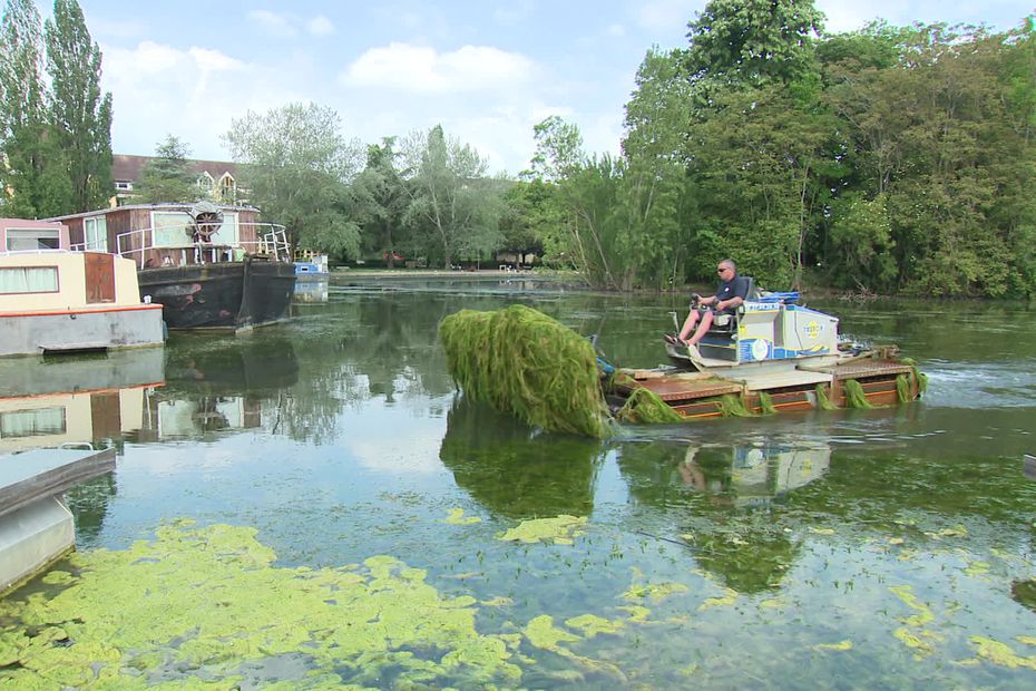 Les faucardeuses coupent les algues qui prolifèrent à la surface du canal. (Photo France 3 Bourgogne)